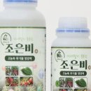 식물 근황 / 조은비 식물영양제 사용 후 새순 잔뜩 난 추천 후기, feat. 아스파라거스 메이리 꽃