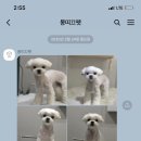 몽띠끄펫 이미지