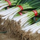 중앙농약 이미지