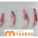 마음을 읽어주는 마음동물병원 이미지