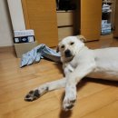 [강아지 영양제 솔직후기] 아나포유 옥스탑 제아잔틴 영양제 (항산화, 활력 도움)