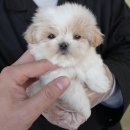 대구강아지분양 퍼피얌 이미지