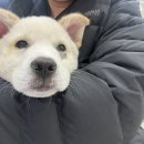 제주24시숨동물의료센터 이미지