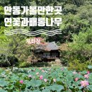 풍산태사로(풍산읍) | 안동 여행 :: 안동여행 가볼만한 곳, 연꽃과 배롱나무가 예쁜 "체화정"