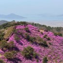 진달래김밥 | 지금 아니면 못 보는 진달래! 강화도 고려산 진달래축제 다녀온 후기