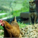 월선농장 이미지