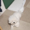 개나리 애견유치원 이미지