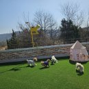 펫츠하우스 | 양주애견유치원 강아지 케어 최고! 펫츠하우스 애견유치원 이용후기