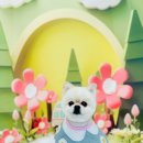 강쥐애견샵 | 앙칼진 포메 옥희의 반전 매력! 빡빡이 미용 후기 - 수원애견미용 강쥐생각