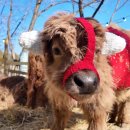 뽑고 또 뽑기 | 2026년 1월, 2월 자투리 일상 (인형뽑기에 미친 사람이요?)