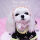 딜리아 이미지