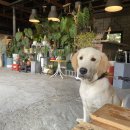 댕댕상점 | [청주강아지수제간식] 댕댕상점 | 폼피츠, 리트리버 급여 후기