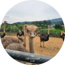 활보농장 | 서산 아이랑 가볼만한곳｜스핑크스타조농장 타조·동물체험 후기