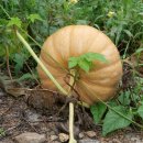 곡성-161 이미지