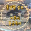 커먼머스크 | 커먼머스크 거북이 동굴 육지 반응 후기
