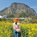 환희 제주도 서쪽코스 효도여행 촬영지| 산방산랜드- 산방산 탄산온천- 해산물 고등어회집 당일바리(ft...
