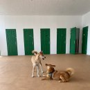 파자마독 이미지