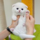 청주 강아지분양 고양이분양 미유펫 청주점 네이버블로그