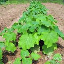 오동나무집 이미지