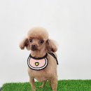 크라운 그루밍 이미지