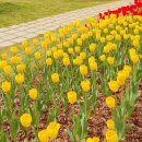 봄꽃체험코스 이미지