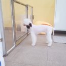 그루밍샵(grooming shop) 네이버블로그