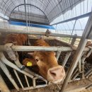 거산한우농장 이미지