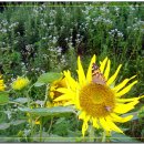 오룡주유소 이미지