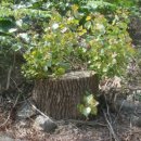 소리골민박 이미지