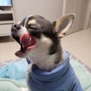 강뚱이네