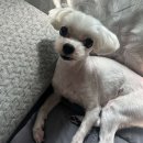 뽀숑그루밍 이미지