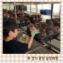 큰에덴농장 | 경기도 아이와 농장체험 용인 은하농장 표고버섯따기 체험후기