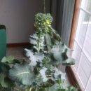 Letter for Special B-Day Boy Yongseung (with pics of blooming broccoli!) 이미지