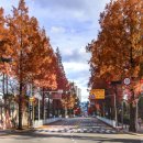 용호초등학교사거리 이미지