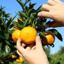 감귤게스트하우스 이미지