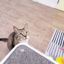 묘랑 고양이 전문호텔 이미지