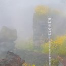 노랑제주 이미지