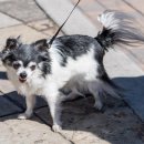 바른동물약국 이미지