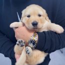 댕댕 일번가 이미지