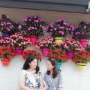 호텔 라벤더 제주 | [제주/제주시] 호텔 입실 전/후 관광지 추천 기차타고 달리는 제주 &#34;에코랜드&#34;