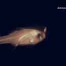 마리아나 해구 밑바닥에서 불(플랑크톤)뿜는 물고기 발견 이미지