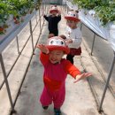 딸기어린이집 이미지