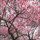 산이화