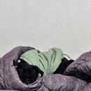 코모네 펫하우스 | 펫코모 강아지하우스 강아지집 방석까지 포근해