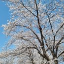 화천 산소길 자전거대여소 | 화천 벚꽃 개화시기 및 화천 벚꽃 명소 Best