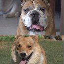 불독하우스 이미지