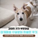 치료멍멍동물병원 | 군산 강아지 귀가 부었어요, 이개혈종 수술 없이 치료한 후기(충남인근 동물병원)