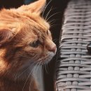 하트펫 동물병원 이미지