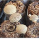 서정기농장 이미지