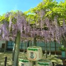 [후쿠오카/명소]2026년 4~5월 무사시지 장자 등나무 보러 가는 법｜후타카이치 온천 등나무 축제 일정...